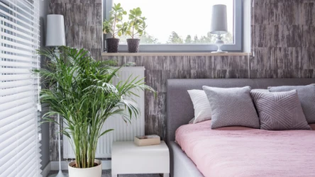 Rśliny, które pomagają poprawić jakość powietrza w sypialni.