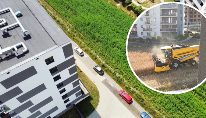 Najsłynniejsze pole w Polsce zostało wykupione. Zamiast żniw i orki pomiędzy blokami powstanie nieruchomość