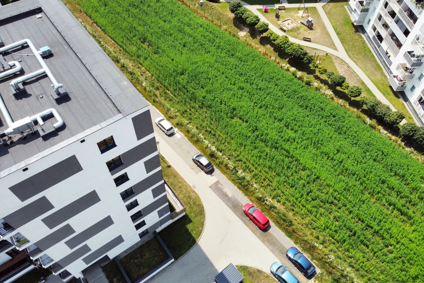 Najsłynniejsze pole w Polsce zostało wykupione. Zamiast żniw i orki pomiędzy blokami powstanie nieruchomość Wysokie bloki mieszkalne, wąska ulica z kilkoma zaparkowanymi samochodami oraz szeroki pas zieleni oddzielający budynki; w oddali widoczny plac zabaw otoczony przez drzewa i alejki.