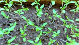 Dobra metoda na silne sadzonki pomidora. Solidny korzeń i łodyga