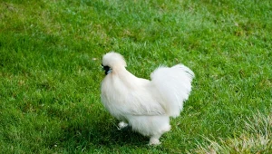 Kleszcze i ślimaki wciągają jak odkurzacz. Warto je mieć w ogrodzie