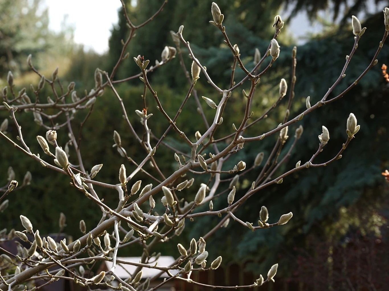 Gałęzie drzewa magnolii pokryte licznymi pąkami, gotowe do rozkwitu na tle rozmytych zielonych drzew.