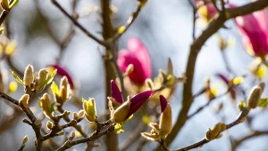 Rozsyp wokół magnolii. Będziesz mieć najpiękniejsze drzewko w okolicy