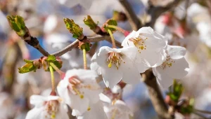 Idealna do mniejszych ogrodów. Pięknie pachnie i mało wymaga