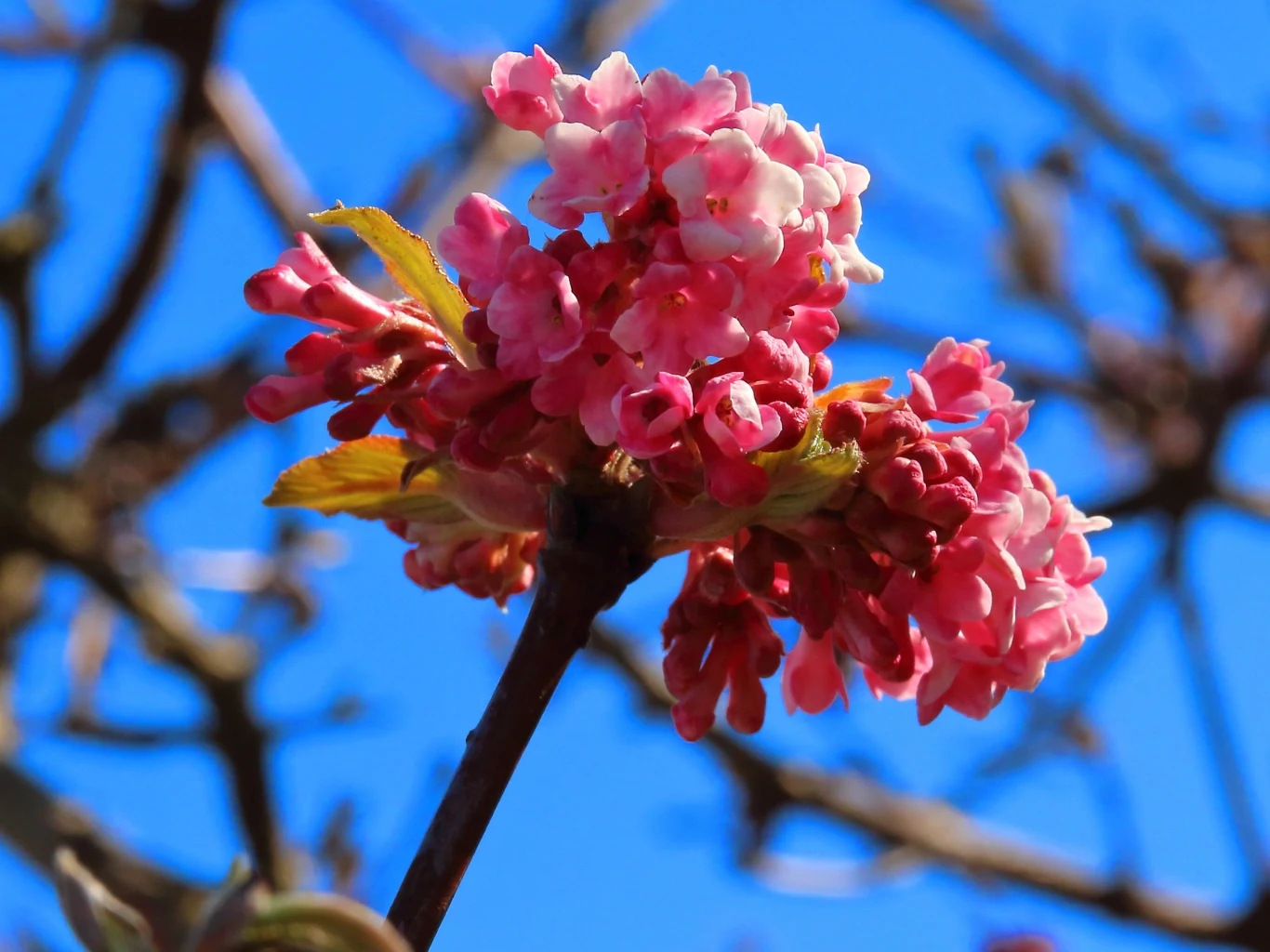 Kwitnąca kalina bodnantska