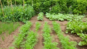 Lista miejsc, gdzie pomidor nie urośnie. Uchroni cię przed pustym koszykiem