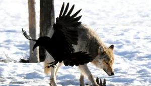 Nowe badania wskazują na to, że kruki nie ograniczają się do zjadania resztek po wilczych polowaniach