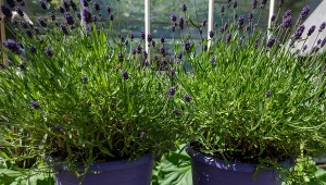 To nie lawenda odstrasza komary. Badania naukowe nie zostawiają złudzeń