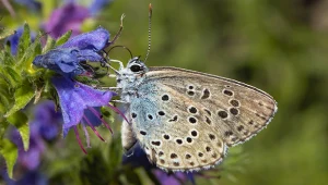 To najrzadszy motyl w Polsce. Z niektórych regionów zniknął całkowicie