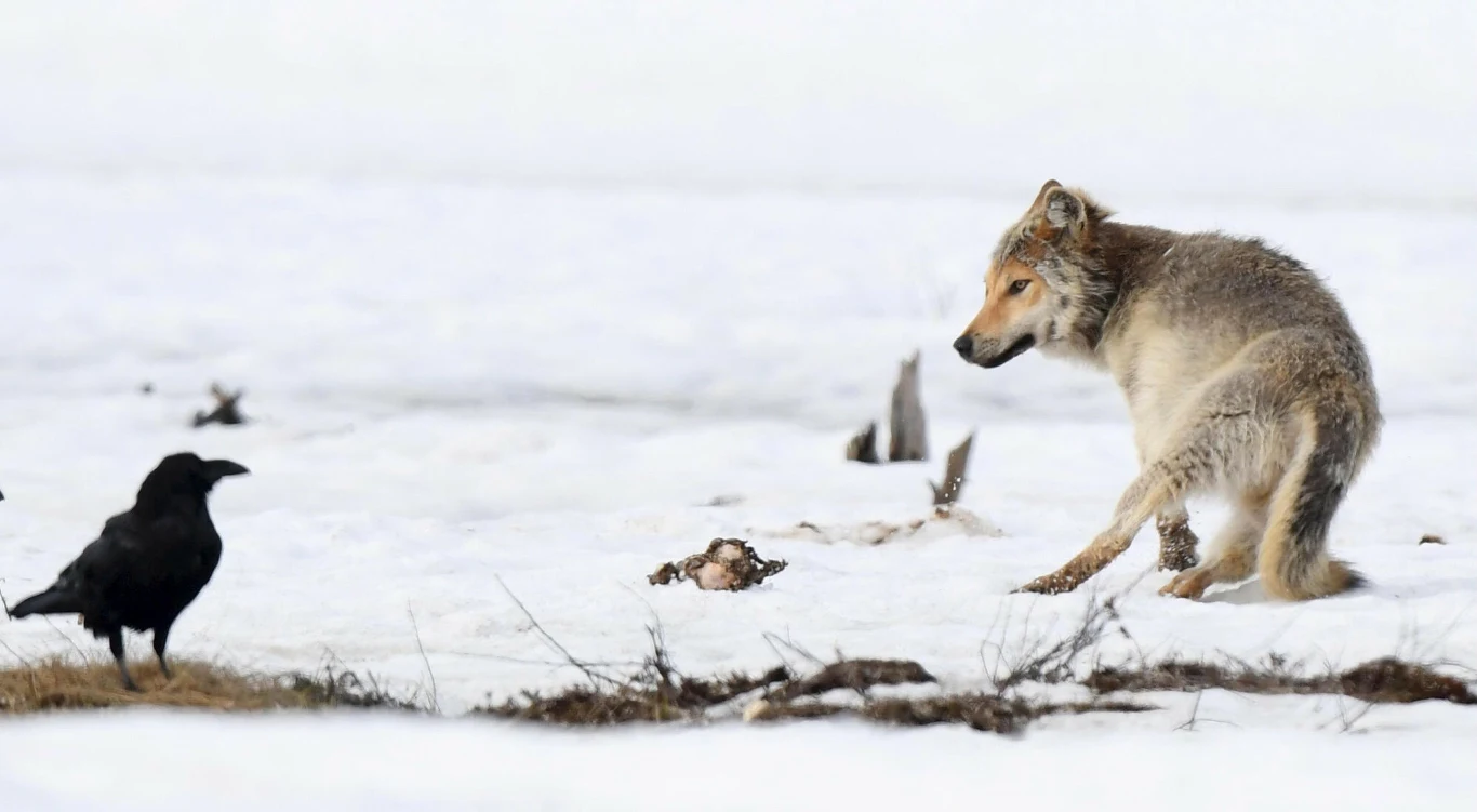 Młody wilk z napiętą postawą stoi na śniegu naprzeciw kruka, skupiony na ptaku i resztkach padliny pomiędzy nimi, otoczenie zimowe, surowe.