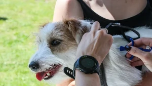 Projektowane rozwiązania przewidują obowiązkowe czipowanie psów i zwierząt w schroniskach. Przepisy przygotowało Ministerstwo Rolnictwa i Rozwoju Wsi