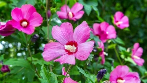 Zrób to z hibiskusem w marcu. Latem będzie uginał się od kwiatów 