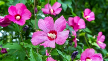 Wykonaj ten zabieg pielęgnacyjny w marcu. Hibiskus obsypie się kwiatami w sezonie.