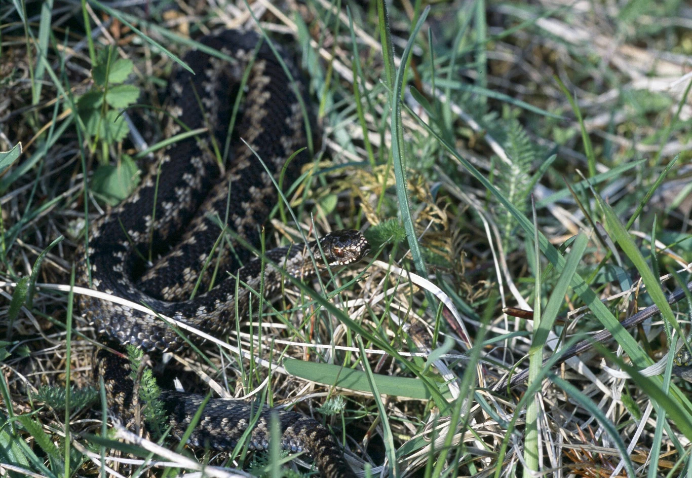 Żmija zygzakowata o ciemnym ubarwieniu leży wśród traw i roślin na ziemi, jej charakterystyczny zygzakowaty wzór dobrze maskuje ją w naturalnym otoczeniu.