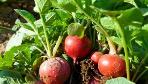 Rzodkiewki będą chrupiące i pyszne. Tego pilnuj już od siewu