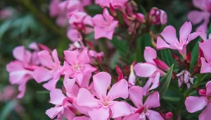 Oleander odżyje po zimie i cudnie zakwitnie. Daj mu prosty nawóz 