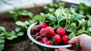 Nowalijki zawsze myję w tym. Usuwa zanieczyszczenia i nawozy