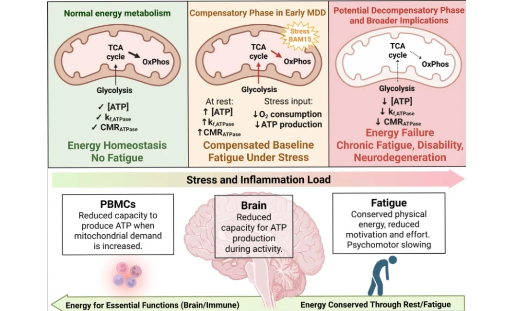 Schemat ilustruje trzy fazy metabolizmu energetycznego w mózgu: równowaga energetyczna bez zmęczenia, faza kompensacyjna przy wczesnej depresji i potencjalna faza dekompensacji z chronicznym zmęczeniem i niepełnosprawnością; poniżej uproszczone podsumo...