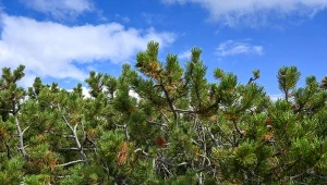 Grzyb Cytospora tatrensis został stwierdzony na zamierających pędach kosodrzewiny