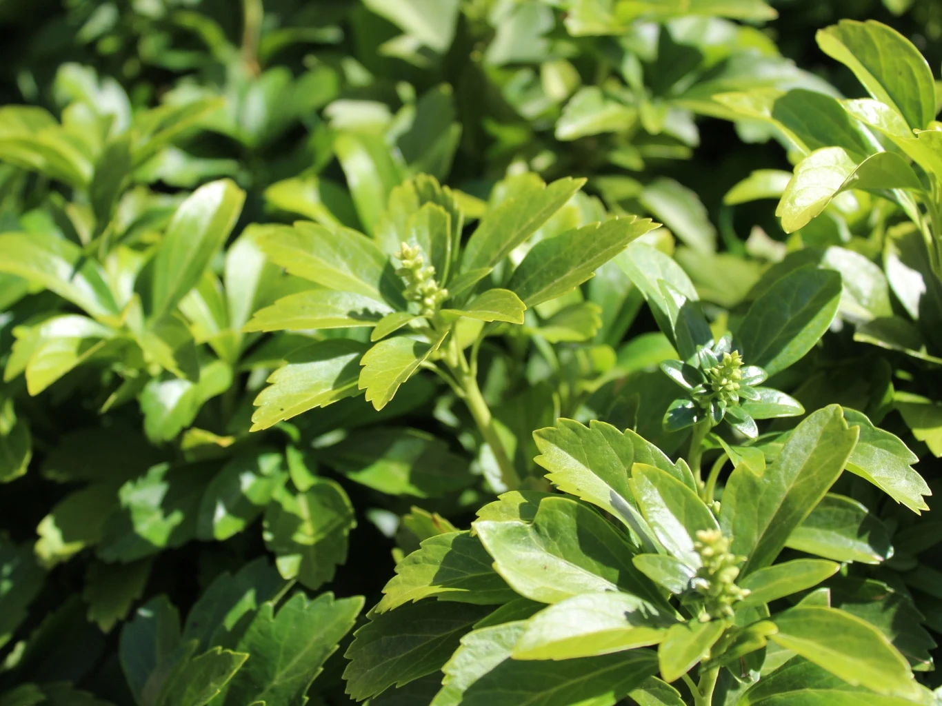 Runianka japońska staje się coraz popularniejsza w polskich ogrodach. Runianka japońska z zielonymi liśćmi i pąkami kwiatowymi wśród gęstej roślinności ogrodu.