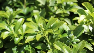 Urośnie tam, gdzie rośliny nie dają rady. Bujna i powstrzymująca chwasty