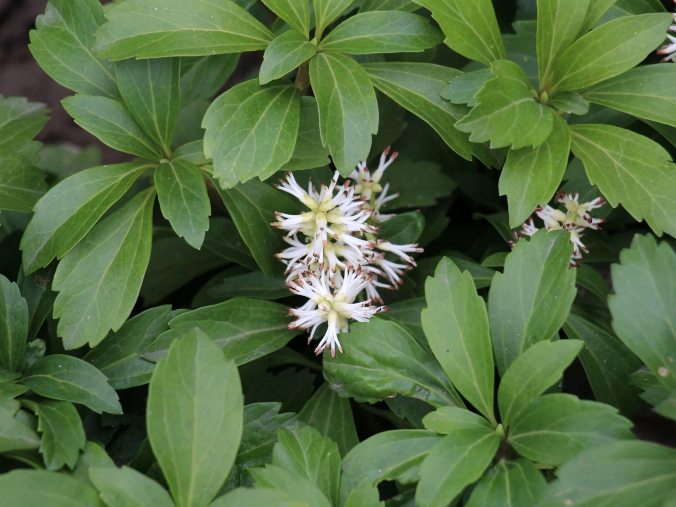 Runianka japońska w maju zaczyna kwitnąć i wytwarza oryginalne, białe kwiaty Gęste zielone liście z jasnozielonymi nerwami, pośrodku których wyróżnia się skupisko drobnych, białych, puszystych kwiatów o licznych pręcikach.