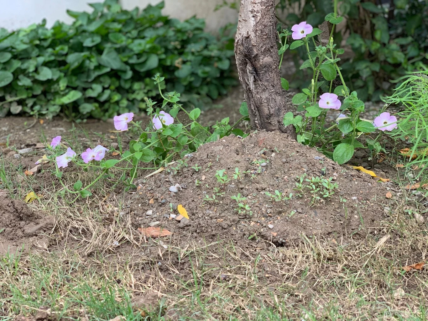 Fioletowe kwiaty wyrastające wokół pnia drzewa na kopcu ziemi, otoczone zielonymi liśćmi i trawą.