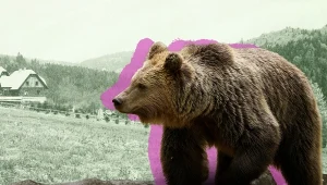 Rośnie liczba niebezpiecznych zdarzeń na Podkarpaciu. "Ludzie się boją"