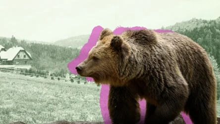 W bieszczadzkich gminach narasta problem z niedźwiedziami, zbliżającymi się do domów (grafika: Magdalena Piasecka/123RF)