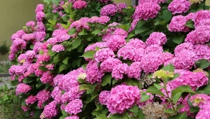 Zakop pod hortensją na wiosnę. Będzie uginać się od dużych kwiatów