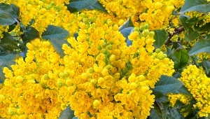 Krzewy całoroczne do ogrodu. 10 gatunków, które zdobią przez cały rok