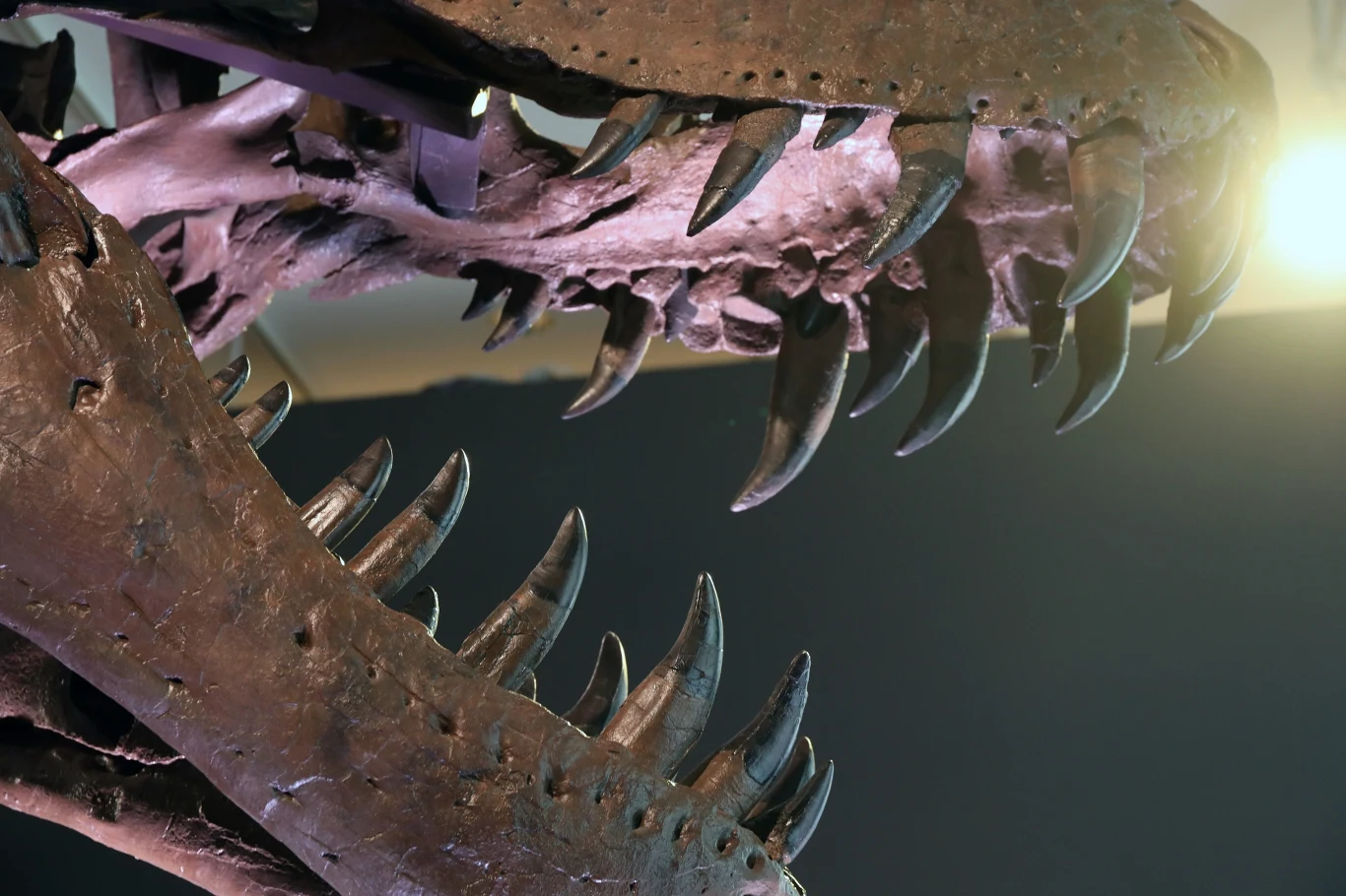 Duże, ostre zęby i szczęki prehistorycznego drapieżnika, prawdopodobnie dinozaura, ukazane z bliska na tle ciemnego wnętrza.