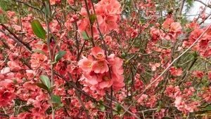 Dlaczego warto posadzić pigwowca japońskiego w ogrodzie?