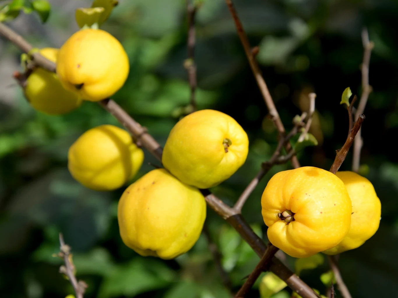 Gałązki krzewu pigwowca obciążone kilkoma dojrzałymi, żółtymi owocami na tle zielonych liści.