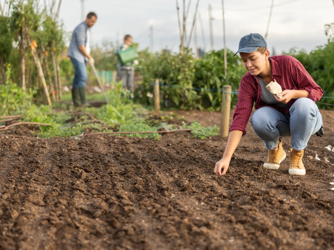 Osoba w czapce i koszuli sadzi nasiona w równych rzędach na przygotowanym polu, w tle dwie inne osoby pracują przy roślinach na grządkach.