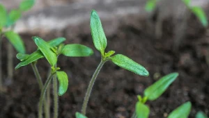 W tradycyjnej produkcji rozsady pomidorów jednym z najważniejszych etapów jest pikowanie, czyli przesadzanie roślin ze wspólnego pojemnika.