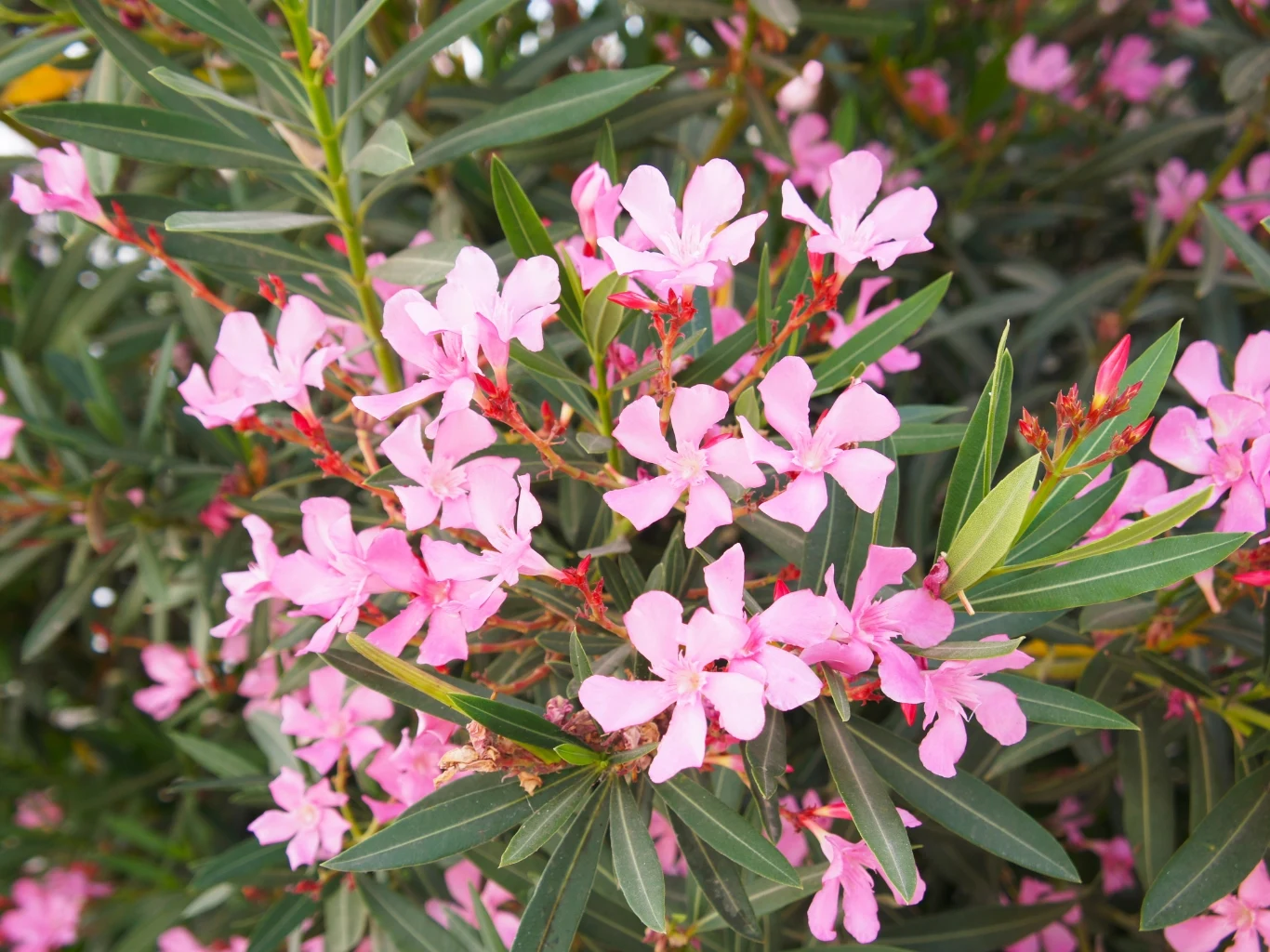 Różowe kwiaty oleandra wyróżniają się na tle gęstych, zielonych liści, tworząc efektowną, kolorystycznie kontrastującą kompozycję roślinną.