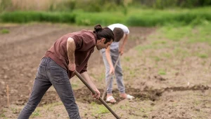 Rozsyp równomiernie i wymieszaj z ziemią. Warzywnik szybciej się zapełni