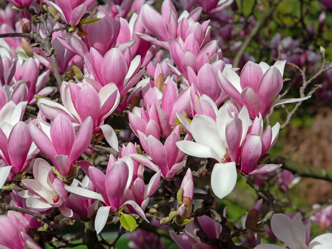 Magnolie kwitną mniej więcej od końca marca do maja.