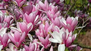 Syp sowicie pod magnolię. Chroni przed zimnem i wspomaga kwitnienie