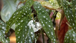Największa indywidualistka na parapecie. Nietuzinkowe liście to jej domena