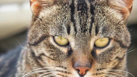 Żbik to dziki przodek kota domowego