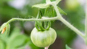 Lista miejsc, gdzie pomidor nie urośnie. Uchroni cię przed pustym koszykiem