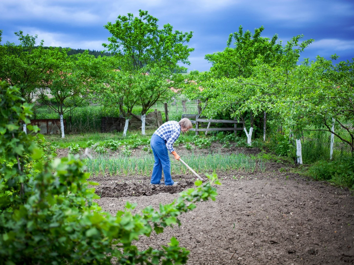 Niedojrzały kompost można rozsypać na grządkach wczesną wiosną. Starsza osoba pracująca motyką na grządkach w ogrodzie otoczonym zielonymi drzewami i krzewami, pod pochmurnym niebem.