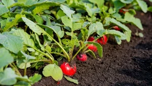 Słodka, chrupiąca i bez goryczy. Pilnuj jednej rzeczy juz od siewu