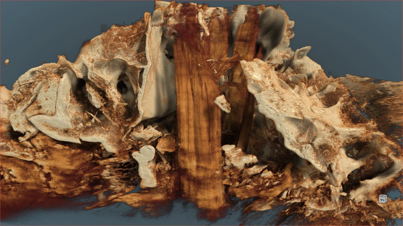 Obraz tomografii komputerowej czaszki tura Szczegółowe struktury kości i tkanek miękkich z wyraźnymi przekrojami, ukazujące złożoną budowę anatomiczną w odcieniach brązu i beżu, z wyraźnymi przebarwieniami i kontrastującymi fragmentami materii.