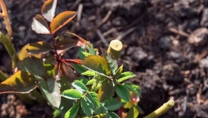 Proste cięcie na wzmocnienie róż. Pędy będą silne i pełne pąków 