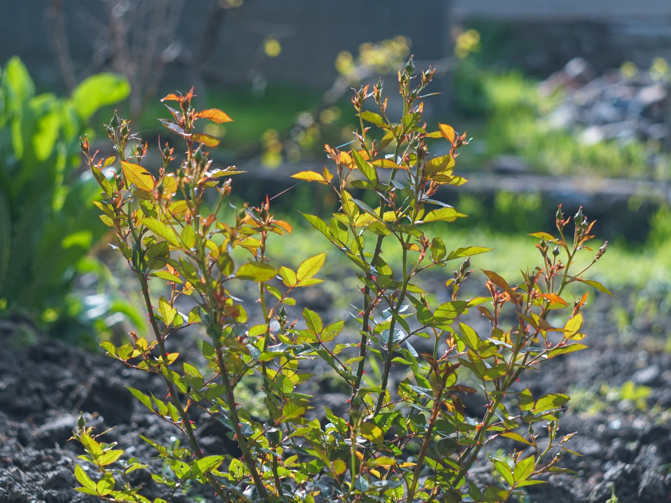 Młody krzew róży o zielonych liściach rosnący w wilgotnej, dobrze oświetlonej części ogrodu, otoczony żyzną ziemią i rozmytym tłem z roślinnością.