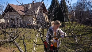 Zacznij cięcie drzew owocowych, zanim zacznie się kwiecień.