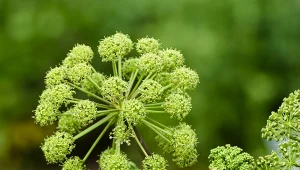 Czym wyróżnia się Arcydzięgiel litwor? Poznaj cenną roślinę leczniczą